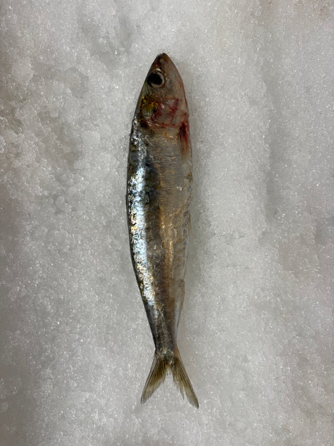 Pilchards (sardine)